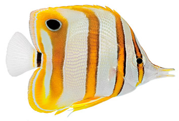 Obraz premium Copperbanded Butterfly fish