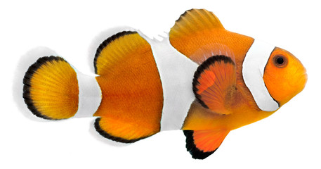 Naklejka premium Clown fish (Amphiprion ocellaris)