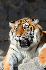 Tiger with bared fangs
