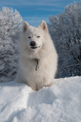Samoyed Dog in winter forest