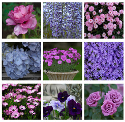 fiori