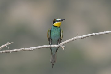 Bee-eater, Merops apiaster