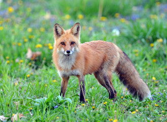 Mother Fox in the Wild