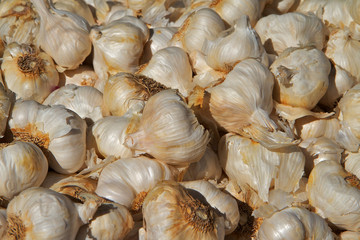 Golden White Garlic