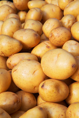 Yukon Gold Potatoes Vertical