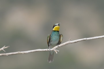 Bee-eater, Merops apiaster