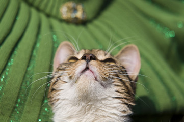 cat