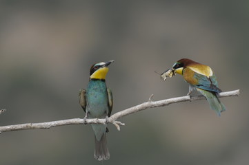 Bee-eater, Merops apiaster - the marriage period