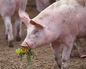 (K)ein Schwein schenkt mir Blumen