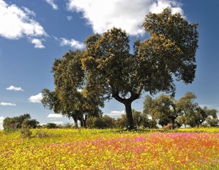 Campos florecidos