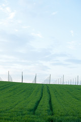 Obraz premium Hopfengarten in der Hallertau