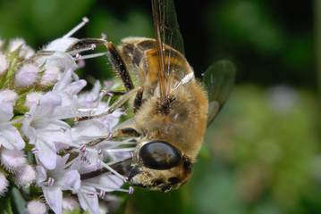 Sirfido - (Syrphidae)