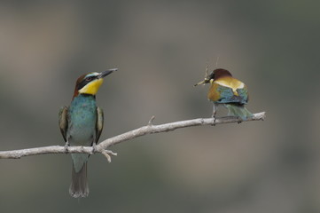 Bee-eater, Merops apiaster - the marriage period