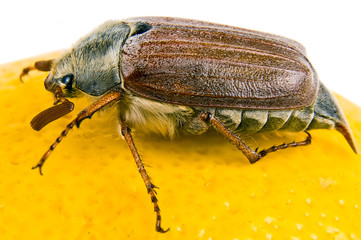 Maybug