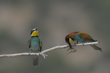 Bee-eater, Merops apiaster - the marriage period