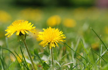 Obraz premium two dandelion