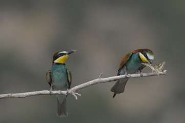 Bee-eater, Merops apiaster - the marriage period