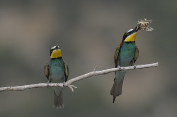Bee-eater, Merops apiaster - the marriage period