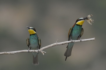 Obraz premium Bee-eater, Merops apiaster - the marriage period