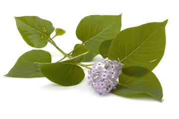 flowers lilac
