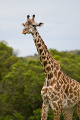 Giraffe