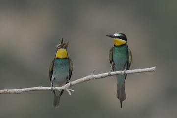 Bee-eater, Merops apiaster - the marriage period
