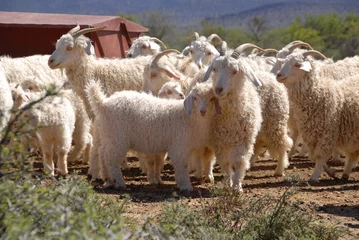 Fototapeten Flock of Angora goats © blackcurrent