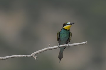 Bee-eater, Merops apiaster, Israel