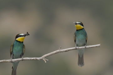 Bee-eater, Merops apiaster - the marriage period