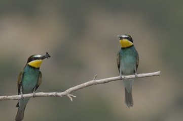 Bee-eater, Merops apiaster - the marriage period