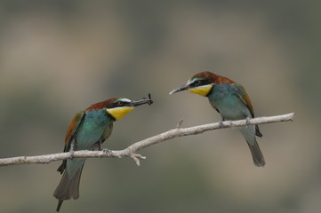 Obraz premium Bee-eater, Merops apiaster - the marriage period
