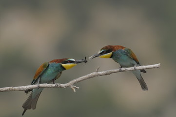 Bee-eater, Merops apiaster - the marriage period