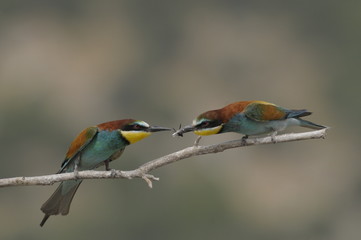 Bee-eater, Merops apiaster - the marriage period