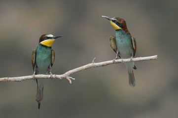 Bee-eater, Merops apiaster - the marriage period