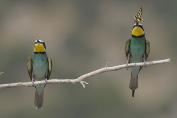 Bee-eater, Merops apiaster - the marriage period