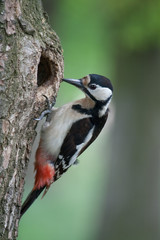 woodpecker