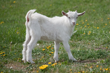 White little goat