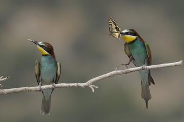 Bee-eater, Merops apiaster - the marriage period