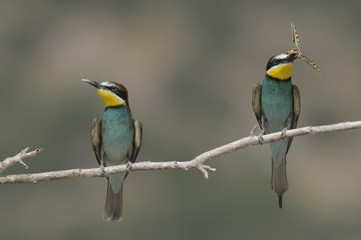 Bee-eater, Merops apiaster - the marriage period