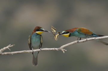 Bee-eater, Merops apiaster - love story (the marriage period)