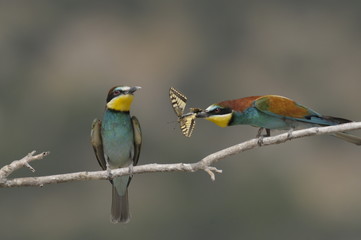 Obraz premium Bee-eater, Merops apiaster