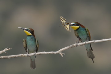 Bee-eater, Merops apiaster - the marriage period