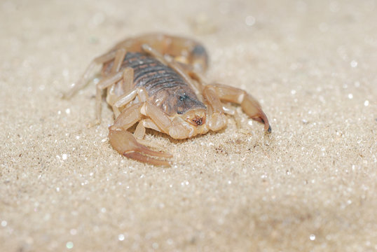 scorpion on sand