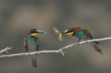Bee-eater, Merops apiaster - the marriage period