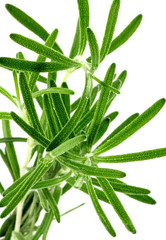 romarin, fond blanc
