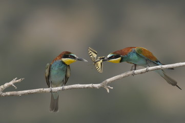 Bee-eater, Merops apiaster - the marriage period