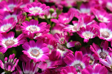 Background of cineraria © Norman Chan