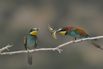 Bee-eater, Merops apiaster - the marriage period