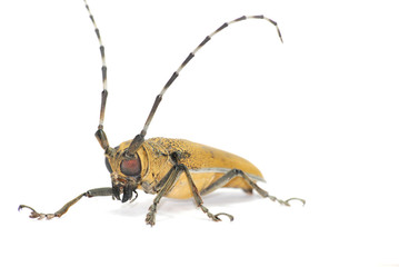 insect long horn beetle