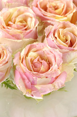 Fototapeta na wymiar pink roses macro,